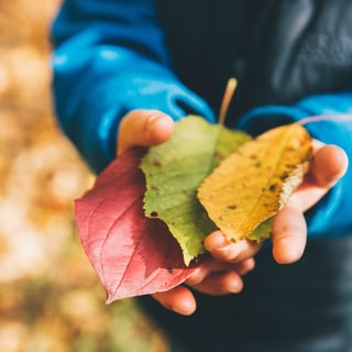 close up image of child holding autumn leaves in hand